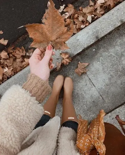  عکس برگ پاییزی با کیفیت بالا