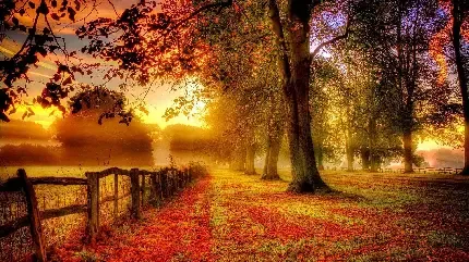  بک گراند عکس پاییز