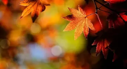  بک گراند عکس پاییز