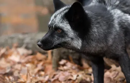  بک گراند عکس پاییز