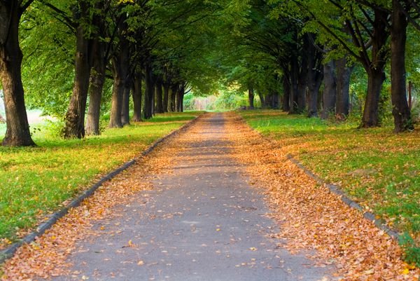  عکس درختان پاییزی