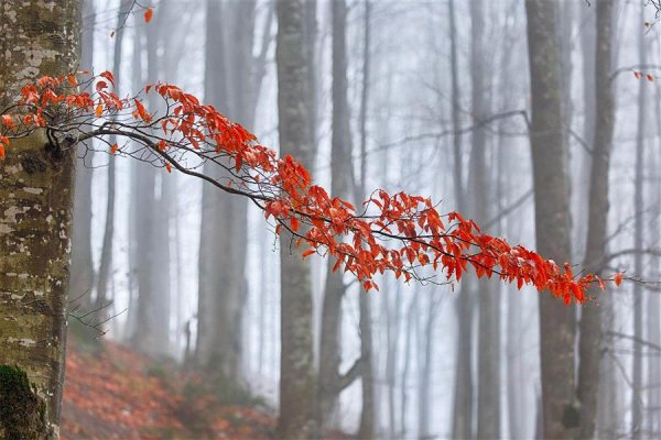  عکس های هنری فصل پاییز