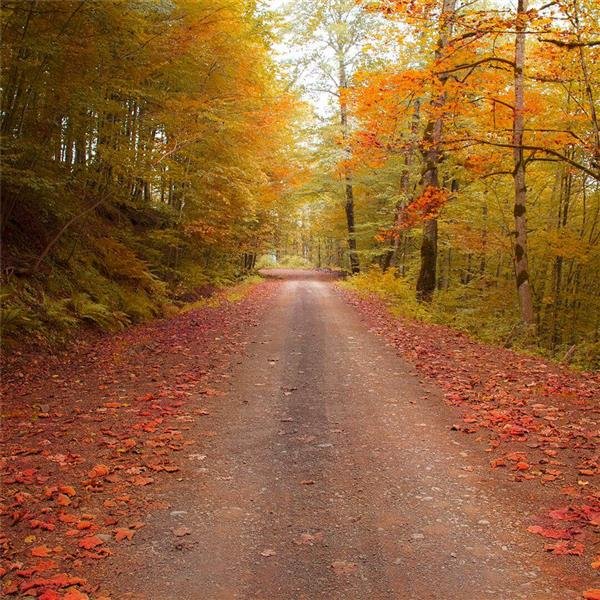  عکس های هنری فصل پاییز