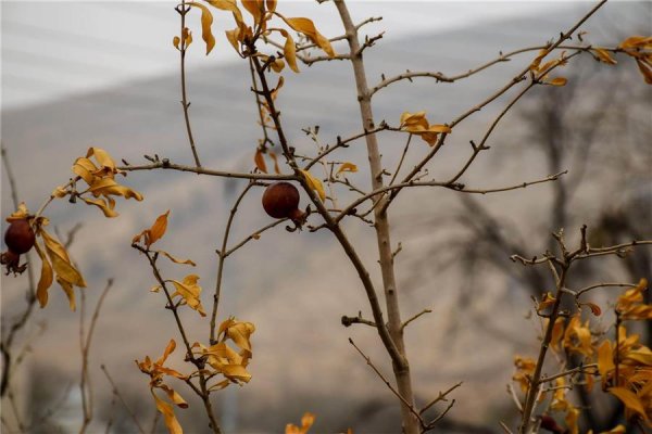  عکس های هنری فصل پاییز