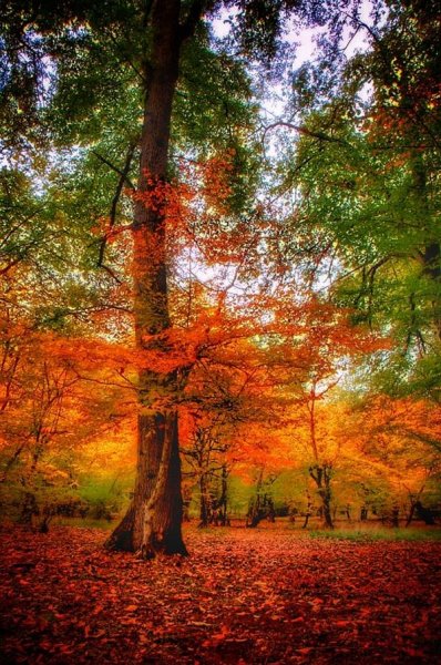  عکس های هنری فصل پاییز