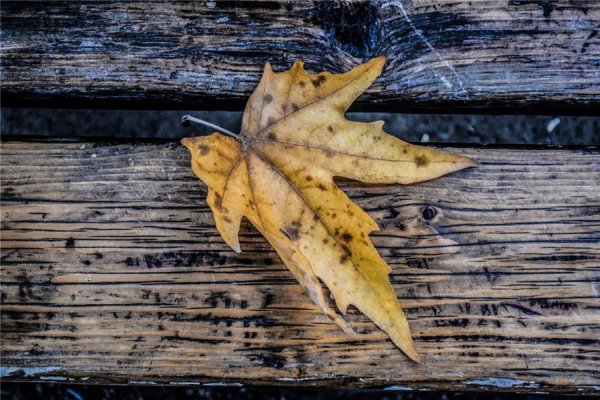  عکس های هنری فصل پاییز