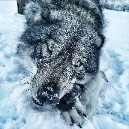  عکس گنگ بالای پسرونه سیاه و سفید