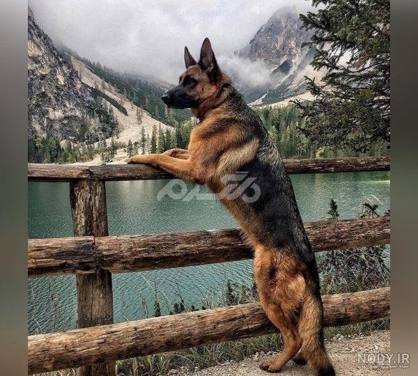  عکس پسر خوشگل با سگ برای پروفایل