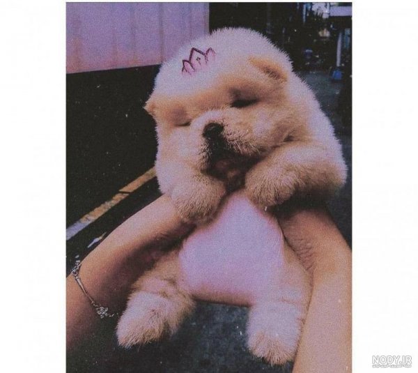  عکس پسر خوشگل با سگ برای پروفایل