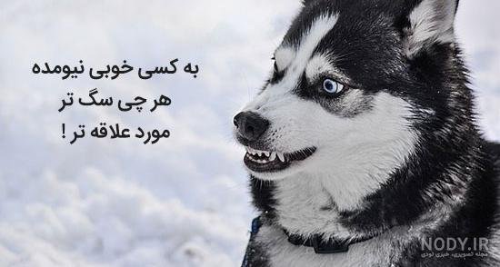  عکس پسر خوشگل با سگ برای پروفایل