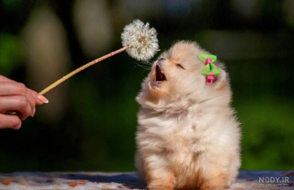  عکس پسر خوشگل با سگ برای پروفایل