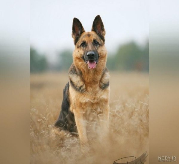  عکس پسر خوشگل با سگ برای پروفایل