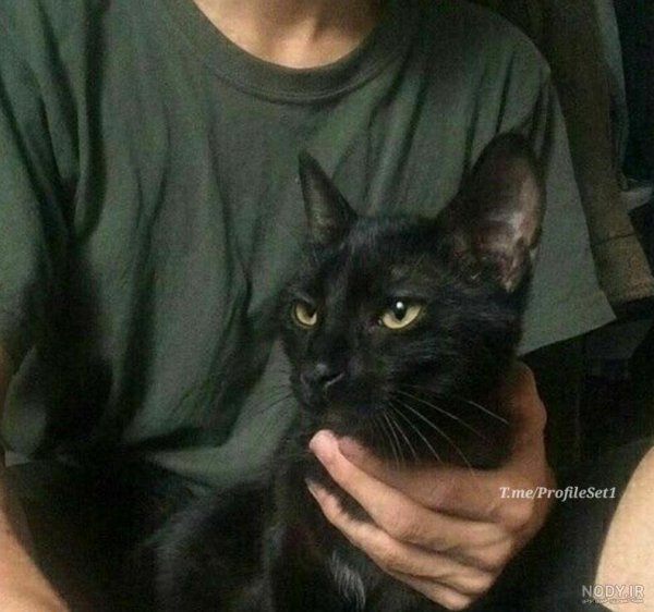  عکس پسر خوشگل با گربه برای پروفایل