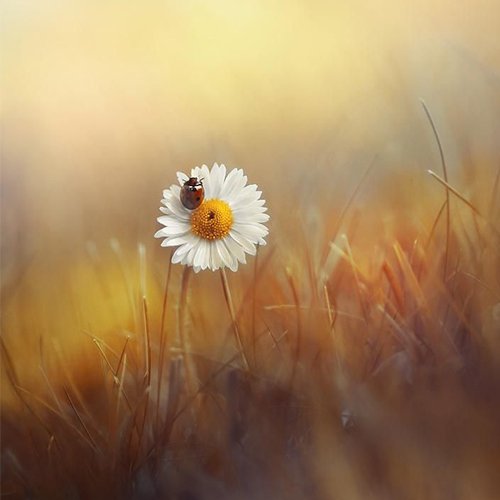  عکس لوکس برای پروفایل