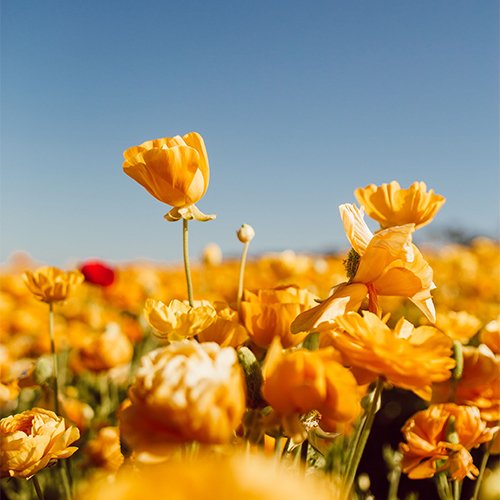  عکس لوکس برای پروفایل