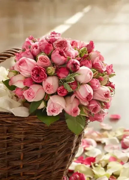  عکس های زیبا گل