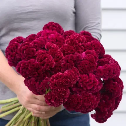  عکس های زیبا گل