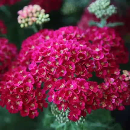  عکس های زیبا گل