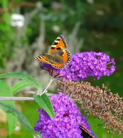  عکس های زیبا گل