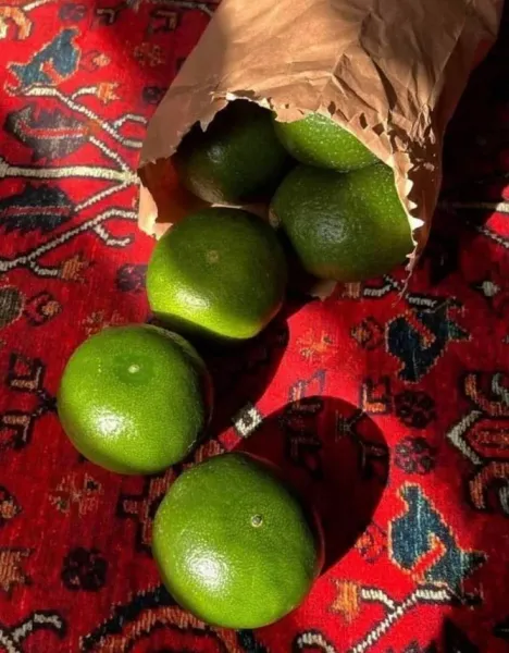  بک گراند یلدا هنری