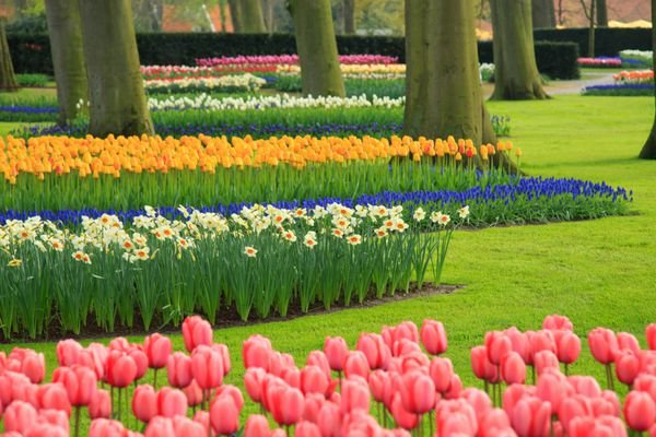 عکس مزرعه گل