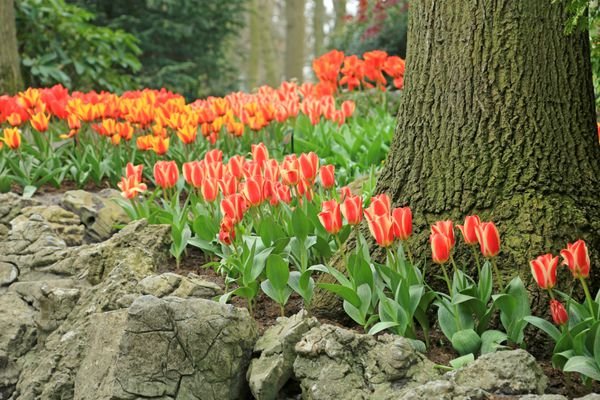  عکس مزرعه گل