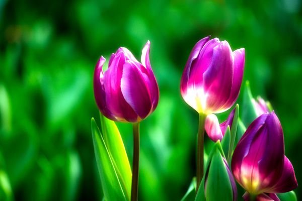  عکس مزرعه گل