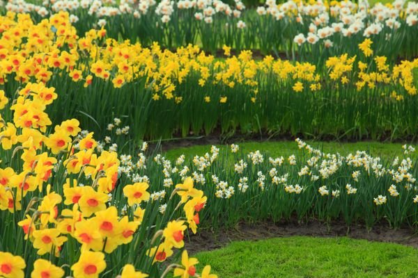  عکس مزرعه گل