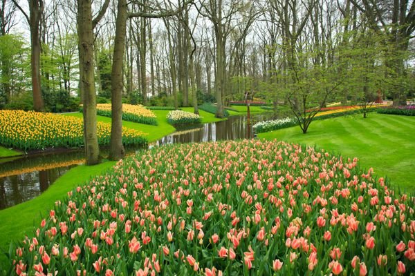  عکس مزرعه گل