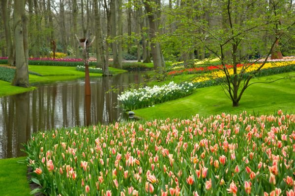  عکس مزرعه گل