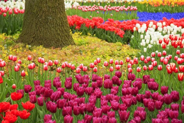  عکس مزرعه گل