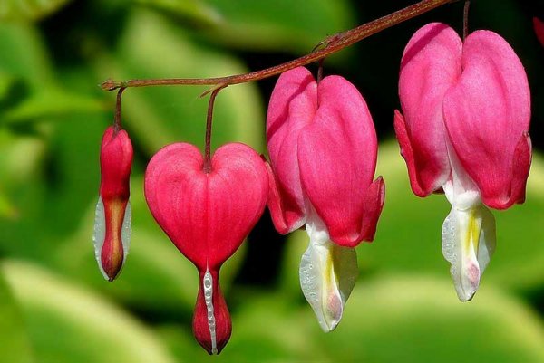  عکس گل های بهشتی