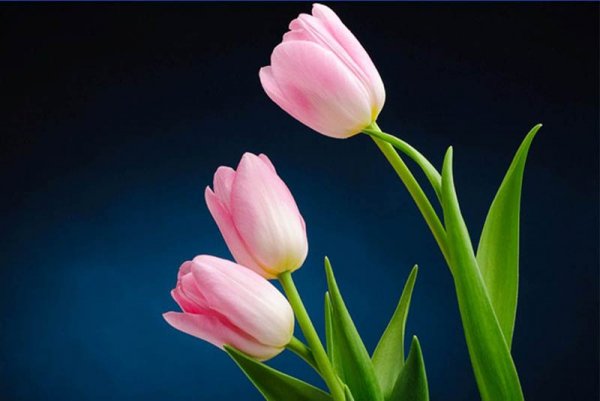  عکس گل های بهشتی