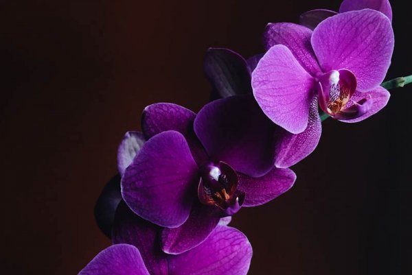  عکس گل های بهشتی