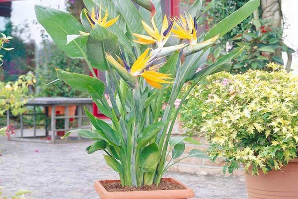  عکس گل های بهشتی