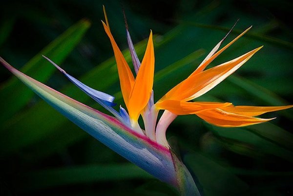  عکس گل های بهشتی