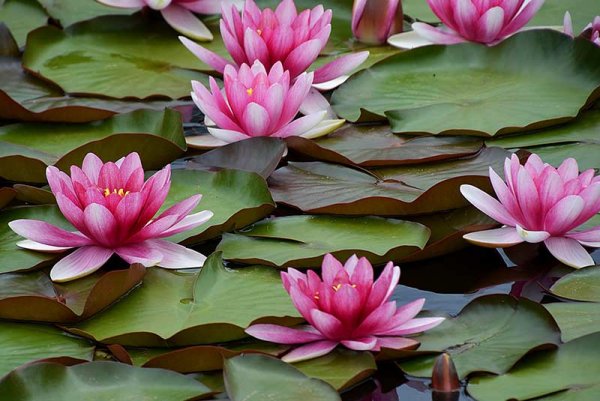  عکس گل های بهشتی