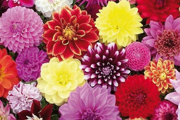  عکس گل های بهشتی