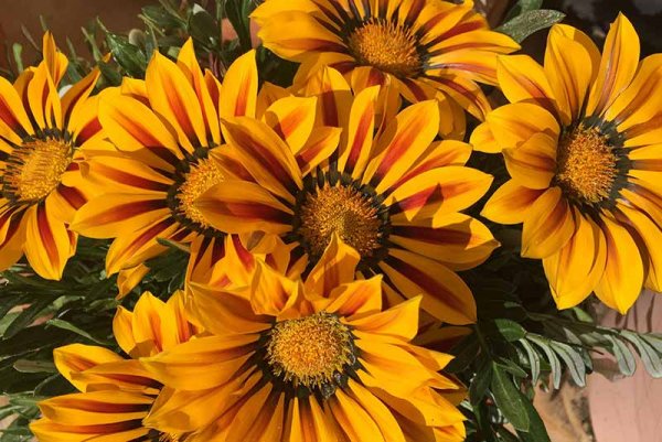  عکس گل های بهشتی