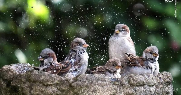 عکس گنجشک در طبیعت