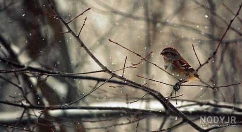 عکس گنجشک در طبیعت