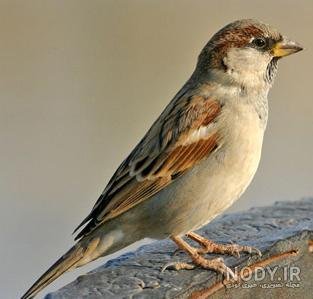  عکس گنجشک در طبیعت