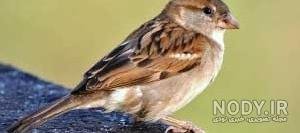  عکس گنجشک در طبیعت