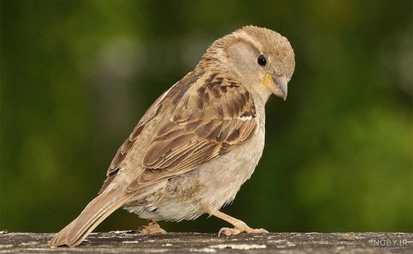  عکس گنجشک در طبیعت