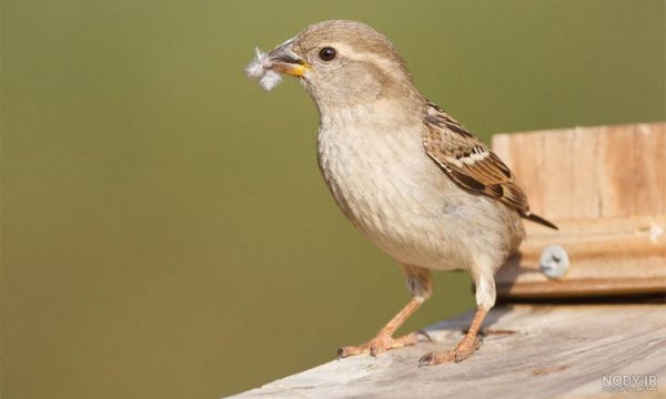  عکس گنجشک در طبیعت