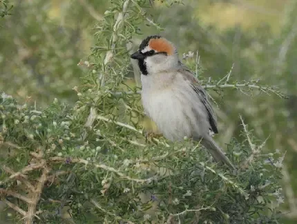  عکس گنجشک زیبا