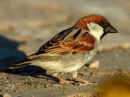  عکس گنجشک برای پروفایل