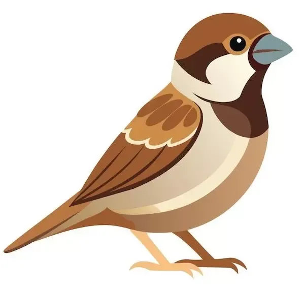  عکس گنجشک نقاشی