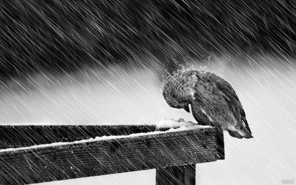  عکس گنجشک غمگین