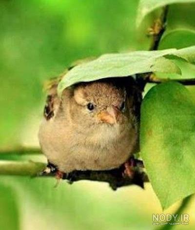  عکس گنجشک غمگین